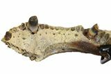 Cretaceous Fossil Crocodilian (Borealosuchus) Jaw - South Dakota #145758-4